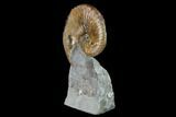 Fossil Hoploscaphites Ammonite - South Dakota #131225-3